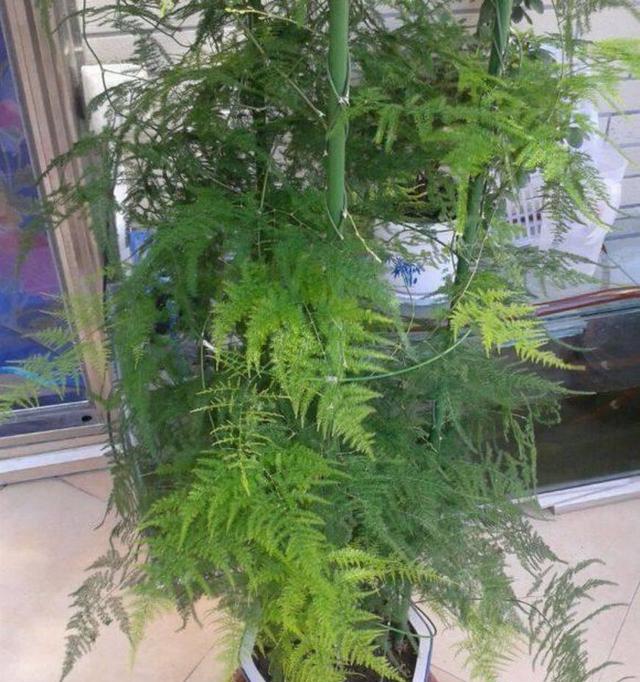 文竹的落花落果原因（探究文竹落花落果的根本原因和解决方法）