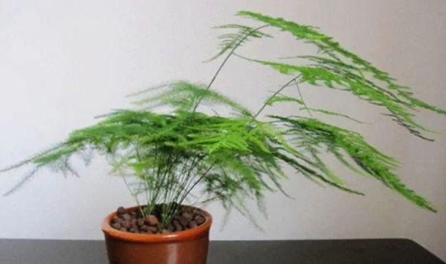文竹的落花落果原因（探究文竹落花落果的根本原因和解决方法）