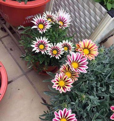菊花花芽分化确认方法（从理论到实践，掌握正确的方法）