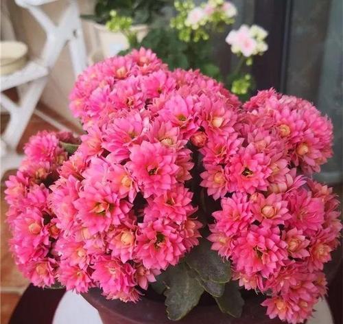 盛开在冬日的花（探寻冬天常见的花卉种类和特点）