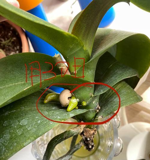 蝴蝶兰栽培（哪种更容易养？水培优缺点分析）
