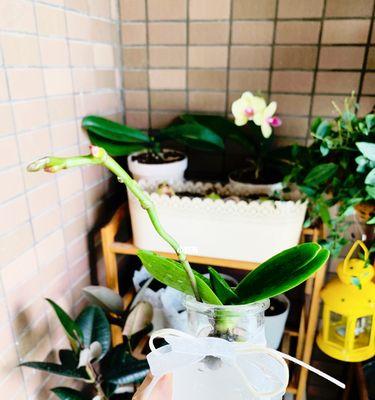 蝴蝶兰栽培（哪种更容易养？水培优缺点分析）