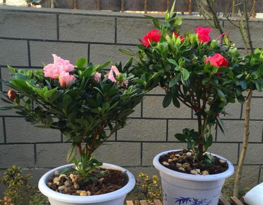 家庭盆栽花卉养护指南（如何打造美丽舒适的室内花园）