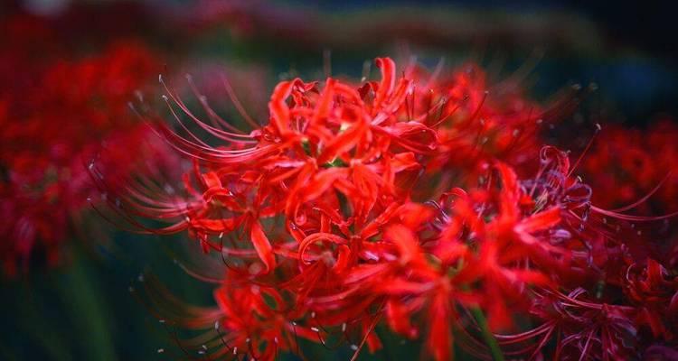 秋之美——探秋日花海中的彼岸花（一场落叶的盛宴，缤纷世间的绝美景象）