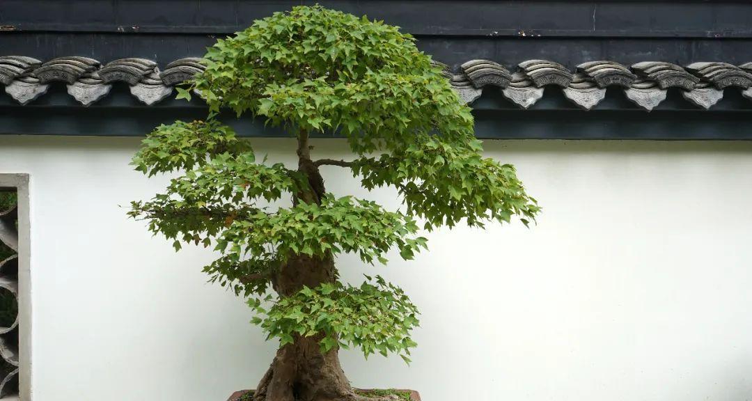 枫树盆景的养殖方法（打造属于自己的小型红枫林）