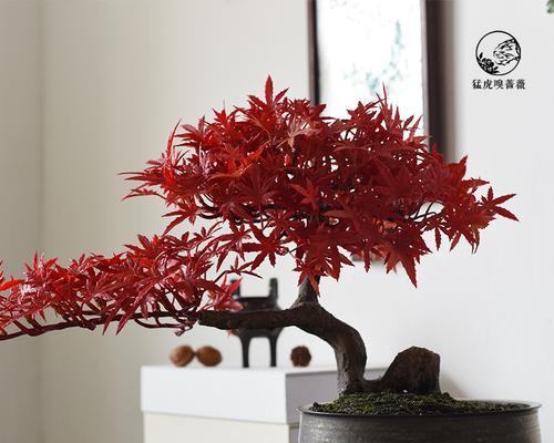 枫树盆景的养殖方法（打造属于自己的小型红枫林）