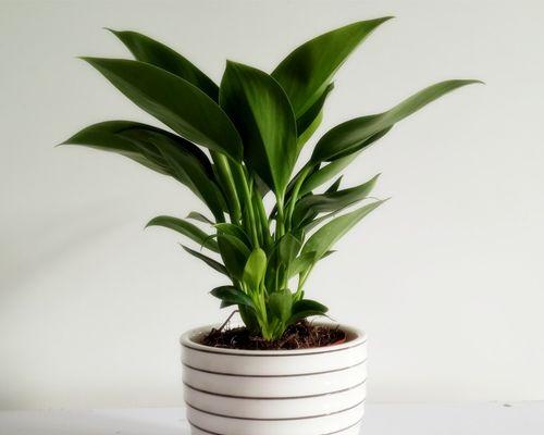 室内空气净化植物大集合（用植物清新室内空气，呼吸更健康）