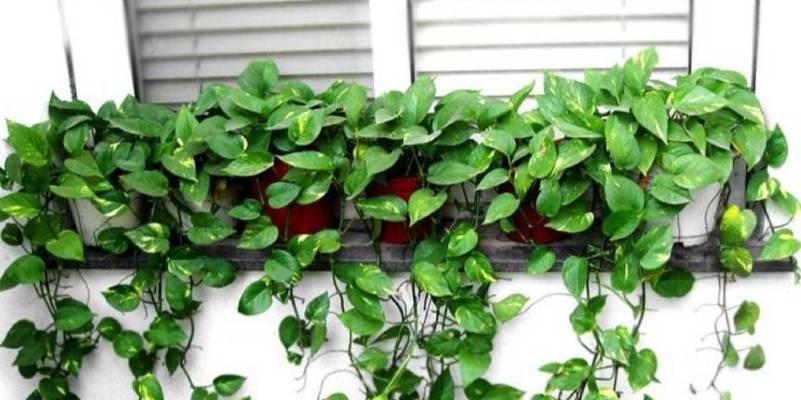 室内空气净化植物大集合（用植物清新室内空气，呼吸更健康）