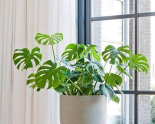 室内空气净化植物大集合（用植物清新室内空气，呼吸更健康）