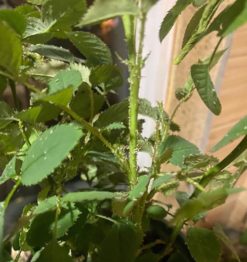 海棠花长蚜虫防治方法（有效去除海棠花上的长蚜虫）