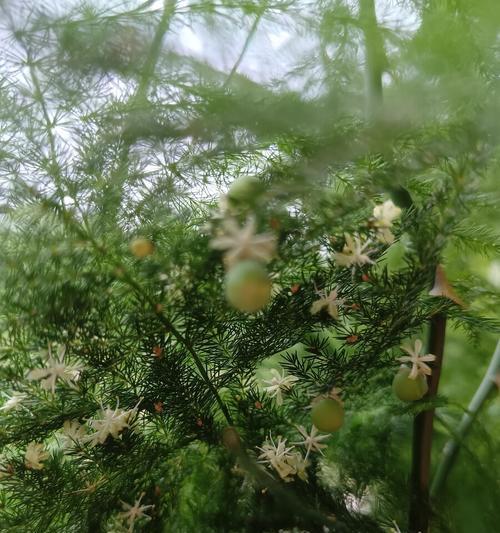 文竹开花的含义（揭示文竹开花所蕴含的神秘）