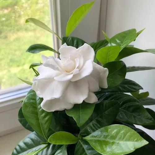 制作栀子花盆景（打造靓丽花园的小窍门）
