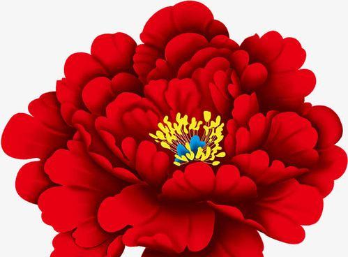 红色的花——美丽与激情的象征（从情感到文化，探索红色花卉的多重含义）