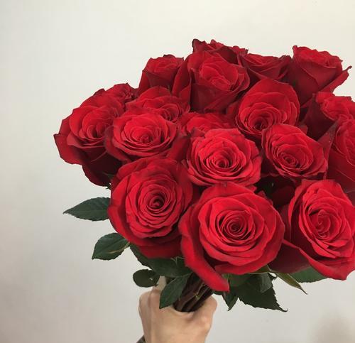 红色的花——美丽与激情的象征（从情感到文化，探索红色花卉的多重含义）