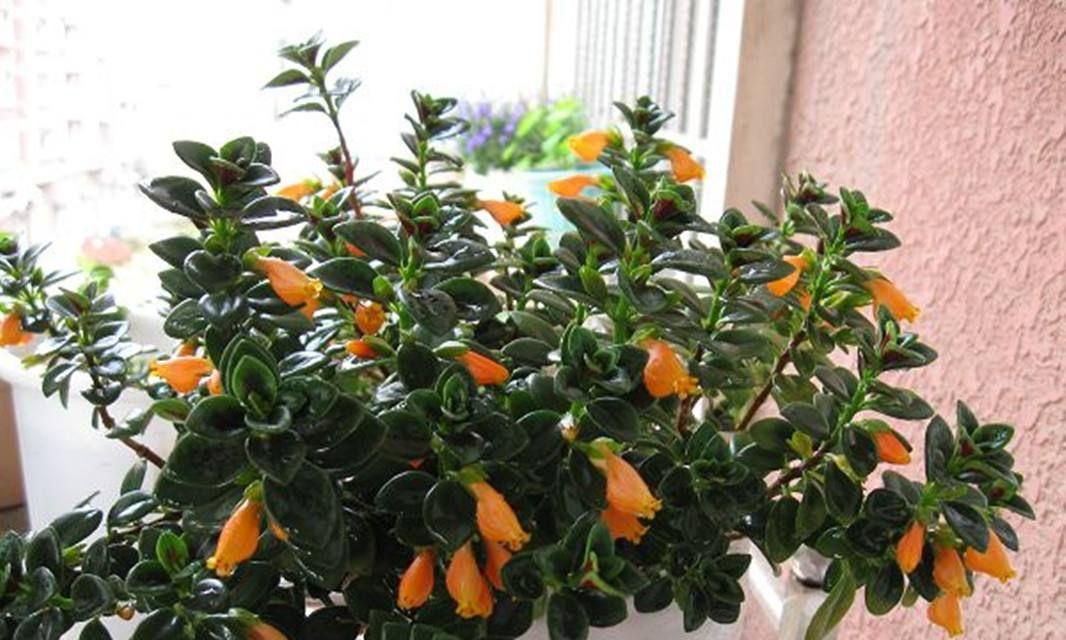 如何正确养护吊兰花（打造居家绿色空间，享受植物之美）