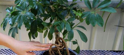 鹅掌柴的养殖方法与注意事项（从种植到管理，助你轻松打造绿色家园）