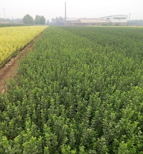 卫矛种子种植指南（从选种到养护，你需要知道的全套操作方法）