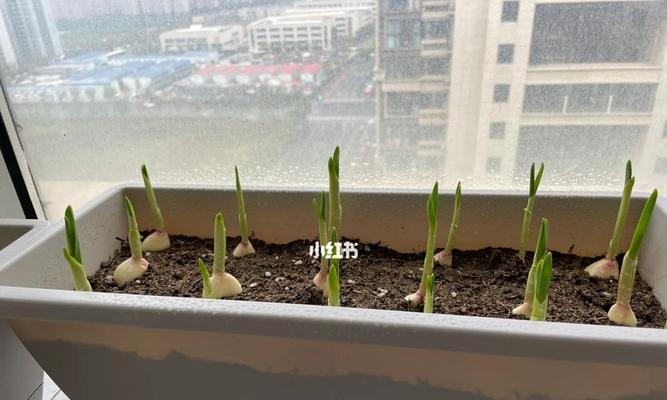 大蒜种植全攻略（从选种到收获，教你如何种好大蒜）