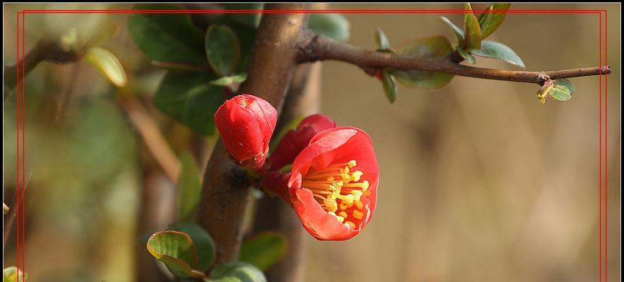 春日花开（迎接春天，赏花乐趣）