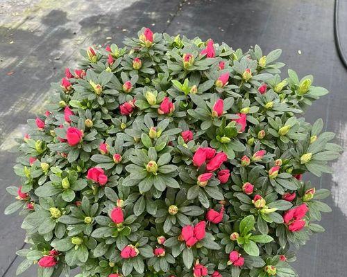 探秘杜鹃花的品种和种类（了解杜鹃花的千姿百态，让你对这位美丽的“花后”更加了解）