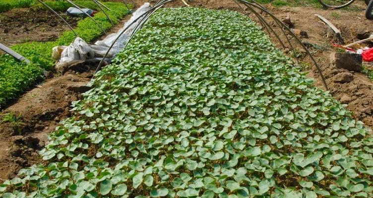 种植优质棉花的条件（掌握这些条件，让棉田高产丰收）