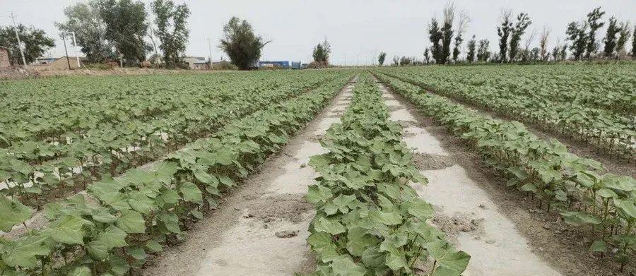 种植优质棉花的条件（掌握这些条件，让棉田高产丰收）