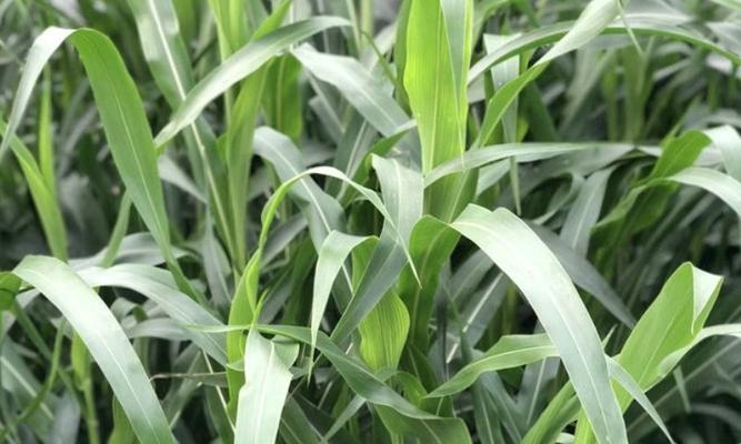 高丹草种植指南（从种植时间到收成技巧）