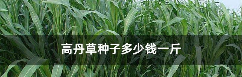 高丹草种植指南（从种植时间到收成技巧）