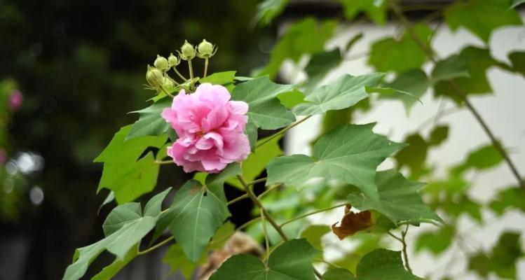 芙蓉花开放期多长（了解芙蓉花开放期，欣赏它的美丽）