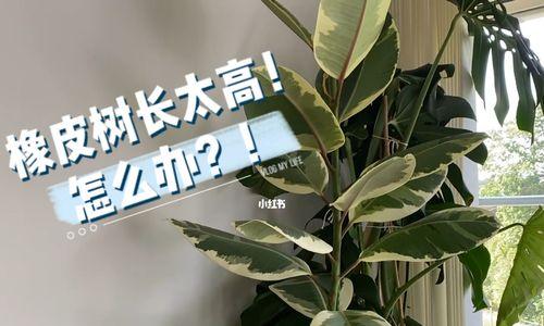 如何修剪橡皮树让其更美观？（修剪技巧、工具、频率）