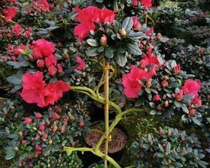 杜鹃花不仅美丽，更是宿根花卉（探究杜鹃花的生态特征和品种区别）