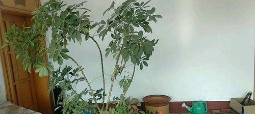 招财树修剪技巧（打造最美招财树，让家更加温馨）