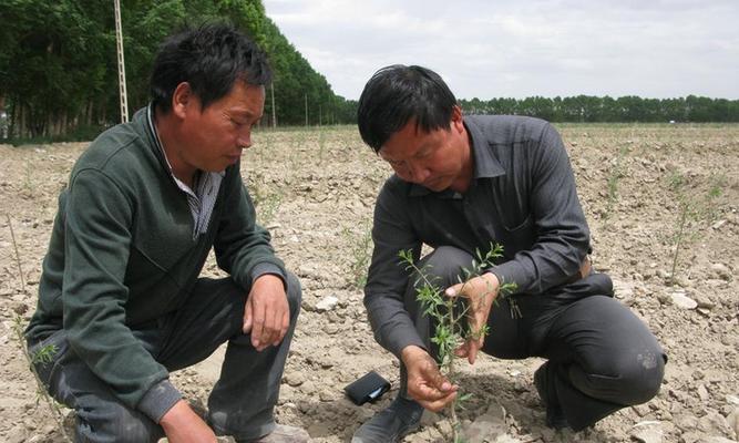 如何正确修剪枸杞？（修剪方法、注意事项与技巧）