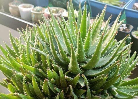 黄豆肥料助力芦荟生长（用黄豆作为有机肥料，让芦荟生长更加健康）