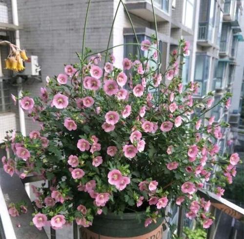 四季开花好养花大盘点（好养的花有哪些？怎么养最好？快来看看吧！）
