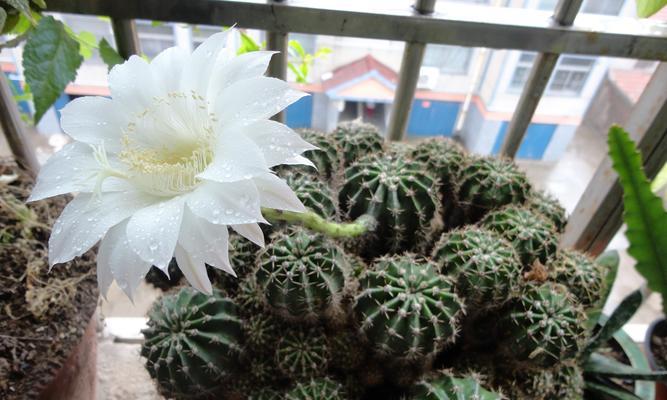 仙人球开花寓意（探究仙人球开花的神秘寓意）