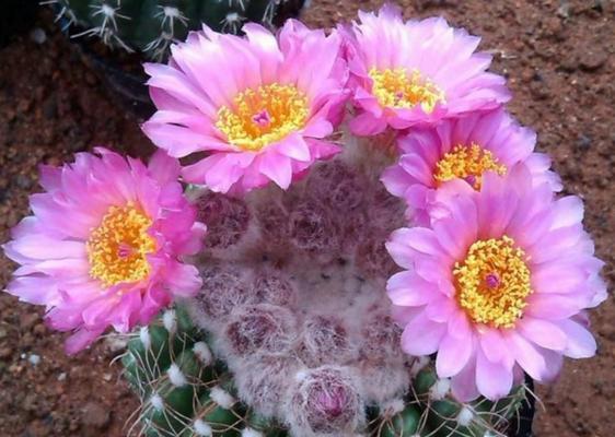 仙人球开花寓意（探究仙人球开花的神秘寓意）