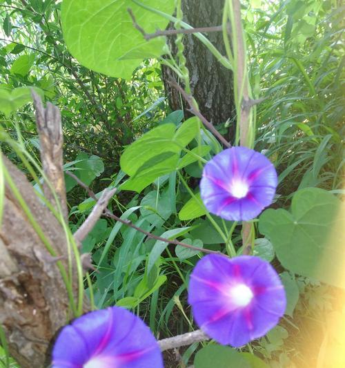 喇叭花盛开的时节（春天的美丽花园）
