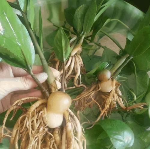 金钱树幼苗培植的步骤和技巧（金钱树幼苗培植的步骤和技巧）
