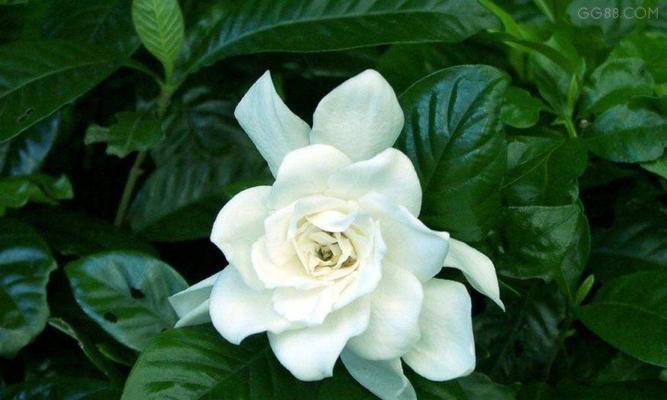 如何解决月光花黄叶问题（探究月光花黄叶的原因和防治方法）