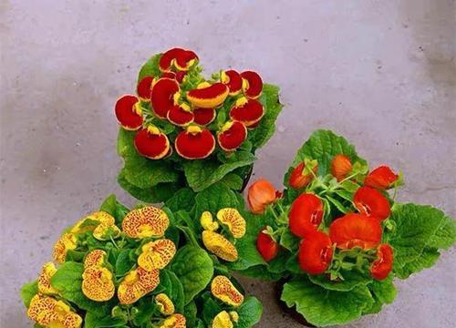 荷苞花如何种植才能开花（打造属于自己的荷苞花花园，）