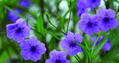 翠芦莉养殖指南（打造室内绿色氧吧，翠芦莉的养殖技巧）