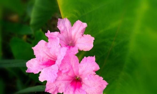 翠芦莉养殖指南（打造室内绿色氧吧，翠芦莉的养殖技巧）