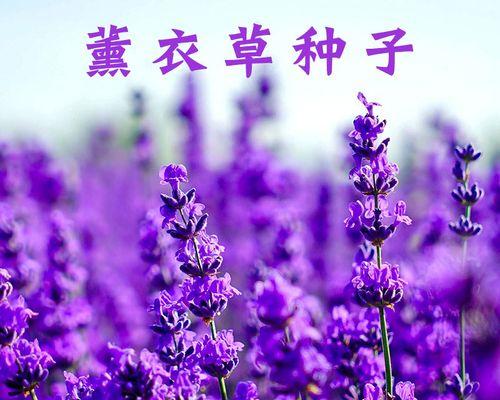 如何种植薰衣草草籽？