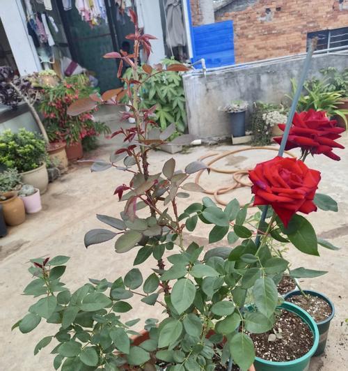 盆栽月季花修剪指南（打造精致盆栽花园，让月季花绽放无限美丽）