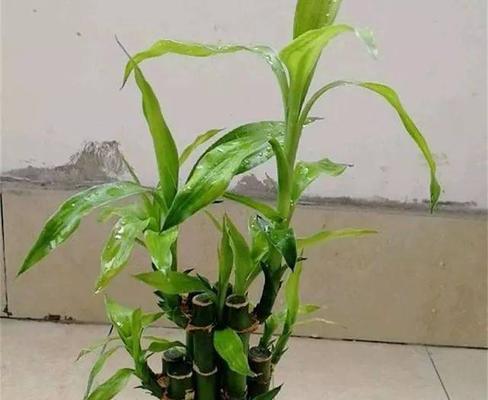 如何正确养护富贵竹（打造健康翠绿的室内盆栽）