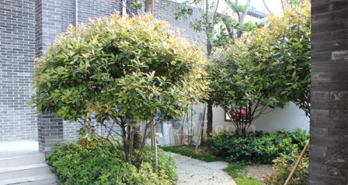 院子里种桂花树是否可行？（探讨桂花树的生长环境和照顾技巧）