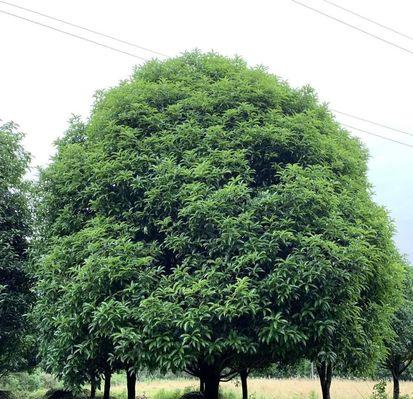 院子里种桂花树是否可行？（探讨桂花树的生长环境和照顾技巧）