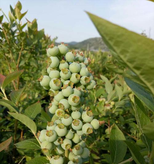如何种植蓝莓？（从选址到收获，完整步骤讲解）