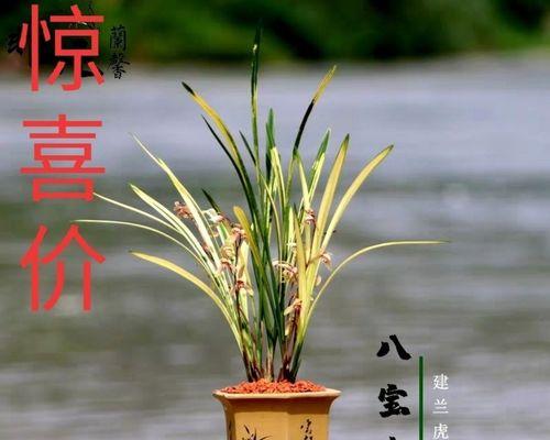 四季兰花品种大全（探索四季兰花的奥秘，了解常见品种和区别）